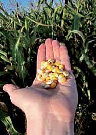 Francois Rabelais 1483 - 1553 (Francia)