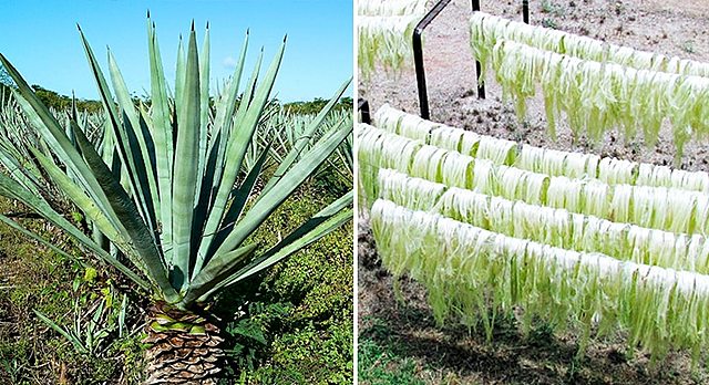 La producción del henequén fue de exportación.