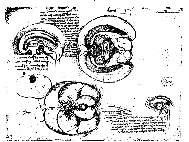 Método científico de investigación anatómica.