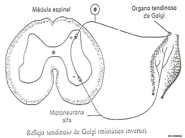 Ley de Bell y Magendie (Fisiología y Psicología Experimental)