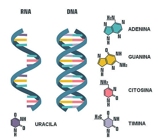 DNA
