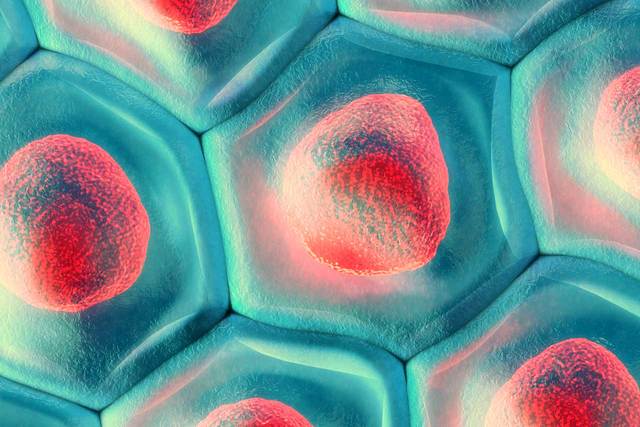 Discovery of the Cell