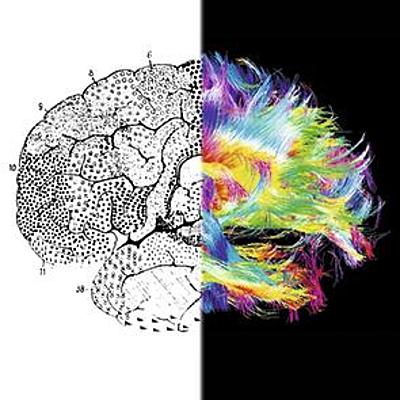 Timeline: Las neurociencias de la conducta, un viaje que no se detiene.