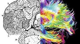 Timeline: Las neurociencias de la conducta, un viaje que no se detiene.