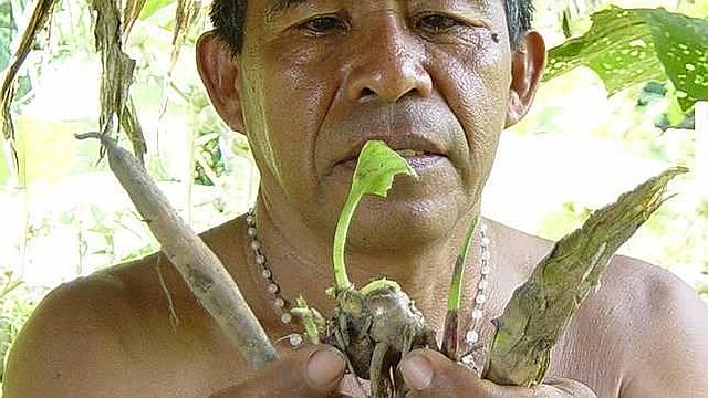 Plantas Alucinógenas