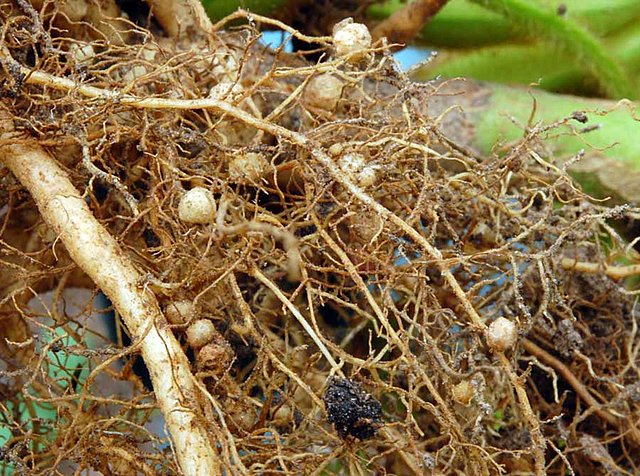 Bacteria fijadora de nitrogeno