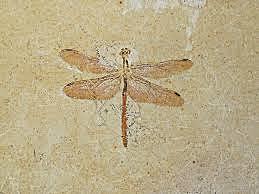 21:52h – 4,1 billones de años – Aparecen los Primeros Insectos