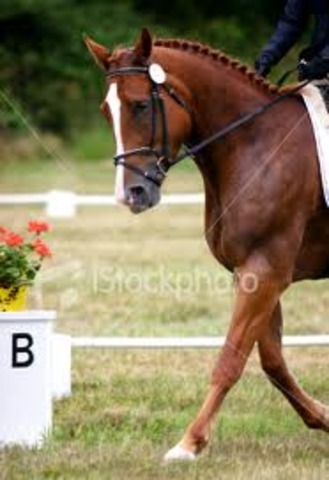 First dressage show.