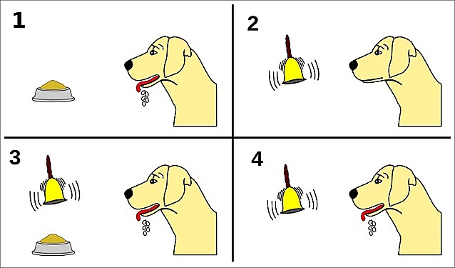 Ley del reflejo condicional