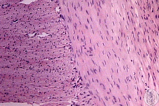 Tecidos, órgãos e sistemas