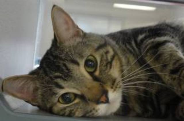 I got my very own cat