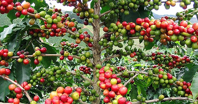 República Cafetalera (1886-1930)