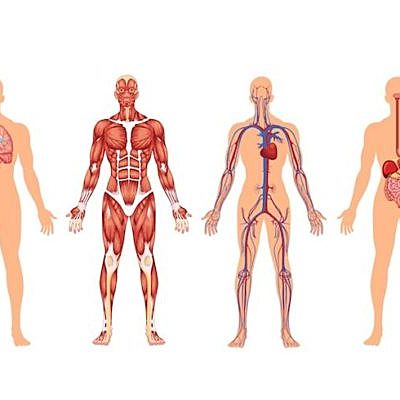 Timeline: linea de tiempo sobre la historia de la anatomía