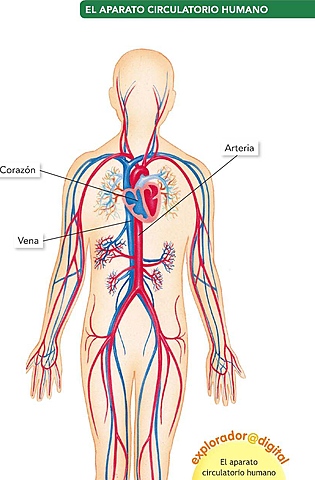 el descubrimiento de la circulación de la sanguínea