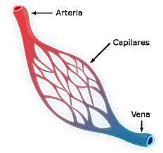 Marcelo Malpighi descubriemnietos