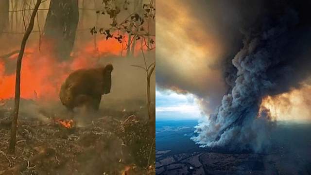 Australia: 480 million animals died in wildfires (age: 25 years old).