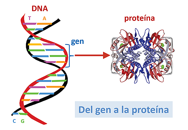 Codificación de proteínas