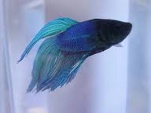 Got my Japanese  Fighting Fish