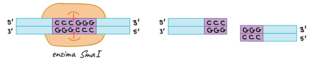 Enzimas de restricción
