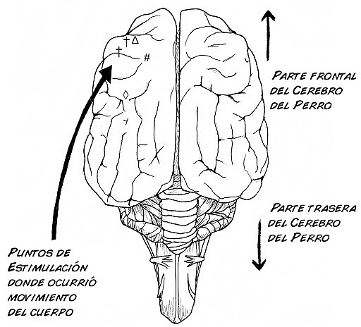 Microestimulación de Neuronas por Fritsch y Hitzig