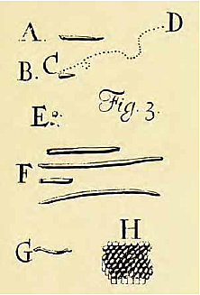 Antoni Van Leeuwenhoek (1632-1723) – DESCRIPCION Y OBSERVACION DE UNA BACTERIA