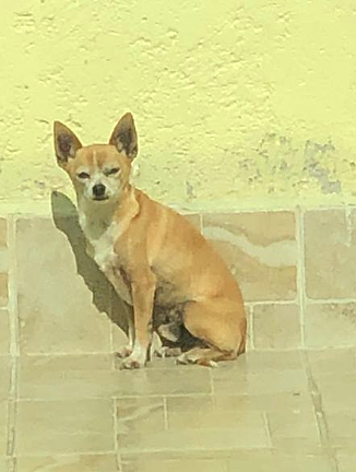 Me dieron a mi perro y decidi llamarlo Simon