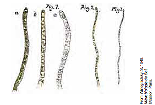 Sergei Winogradsky (1856-1953) – CONCEPTO DE QUIMIOLITOTROFA