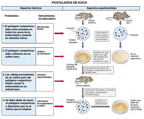 Robert Koch (1843-1910) – POSTULADOS DE KOCH