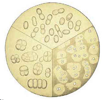Martinus Beijerinck (1851-1931) – DESCUBRIMIENTO DEL PRIMER VIRUS Y FORMULACION DE LA TECNICA DEL CULTIVO DE ENRIQUCIMIENTO