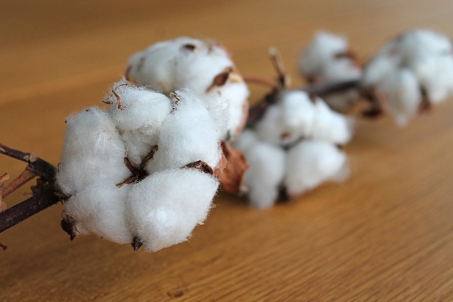 The invention of the cotton gin