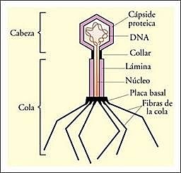 Rosalind Franklin descubre la estructura completa del virus