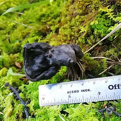 Timeline: Historia de la ecología