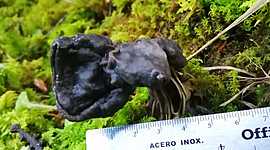 Timeline: Historia de la ecología