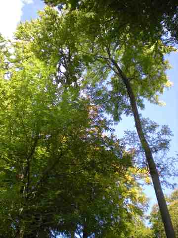 Ralph Waldo Emerson's "Nature"