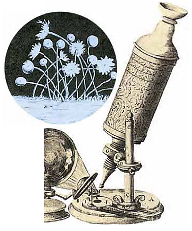 Robert Hooke  (1635- 1703)