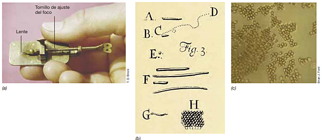 Antoni van Leeuwenhoek (1632-1723)