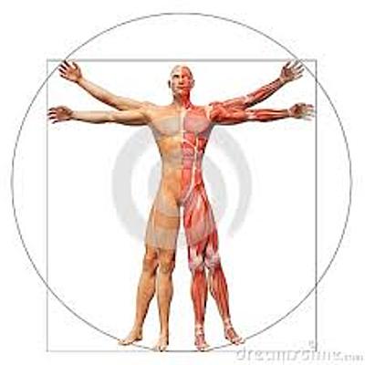 Timeline: HISTORIA DE LA ANATOMÍA