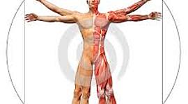 Timeline: HISTORIA DE LA ANATOMÍA