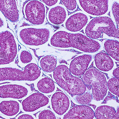 Timeline: Historia de la Histología