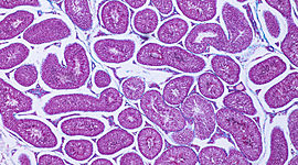 Timeline: Historia de la Histología