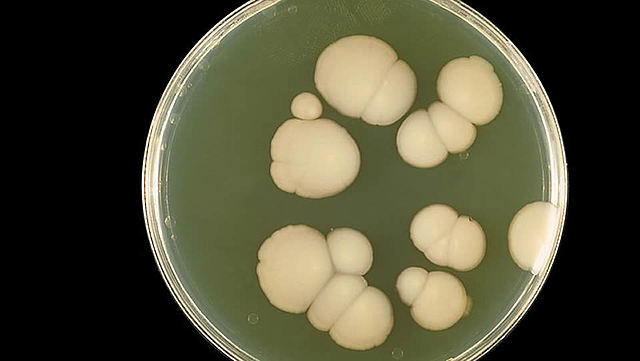 Julius Richard Petri