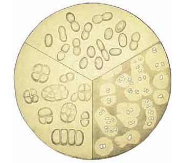 Martinus Beijerinck (1851-1931)