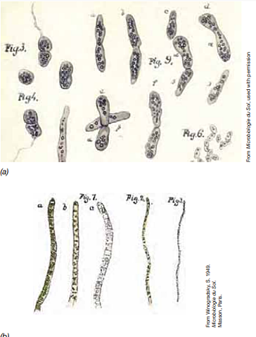 Sergei Winogradsky (1856-1953)