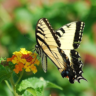 Timeline: Historia de la biología (Bio112A)
