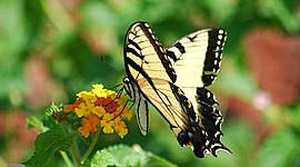 Timeline: Historia de la biología (Bio112A)