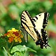 Tiger swallowtail 1580764 640