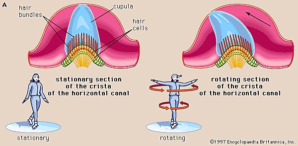 Ernst Mach(18 February 1838-19 February 1916) (Discovered inertial movement of inner ear 1873)