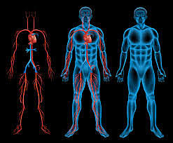 DESCUBRIMIENTO DE LA CIRCULACIÓN   DE LA SANGRE