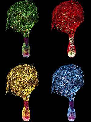 De cabello a neuronas!