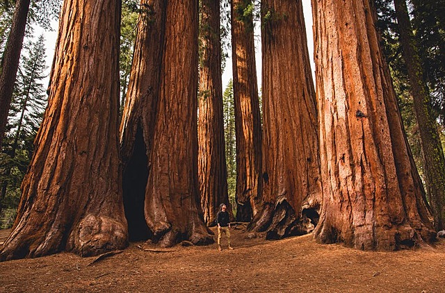 Parque Nacional de Sequoia
